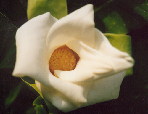 Magnolia macrophylla var. Ashei | Magnoliastore
