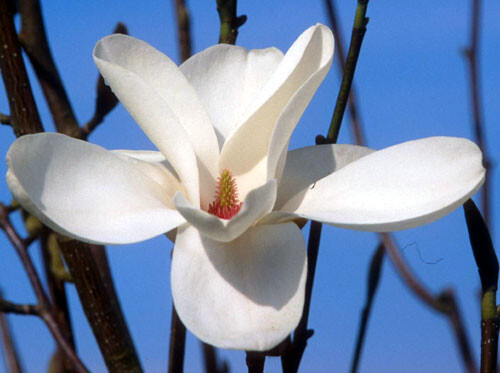 Magnolia 'Cecil Nice' | Magnoliastore