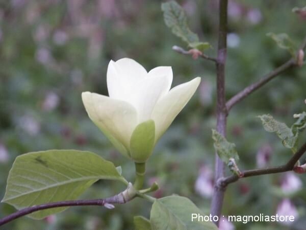 Magnolia Golden Sun Magnoliastore