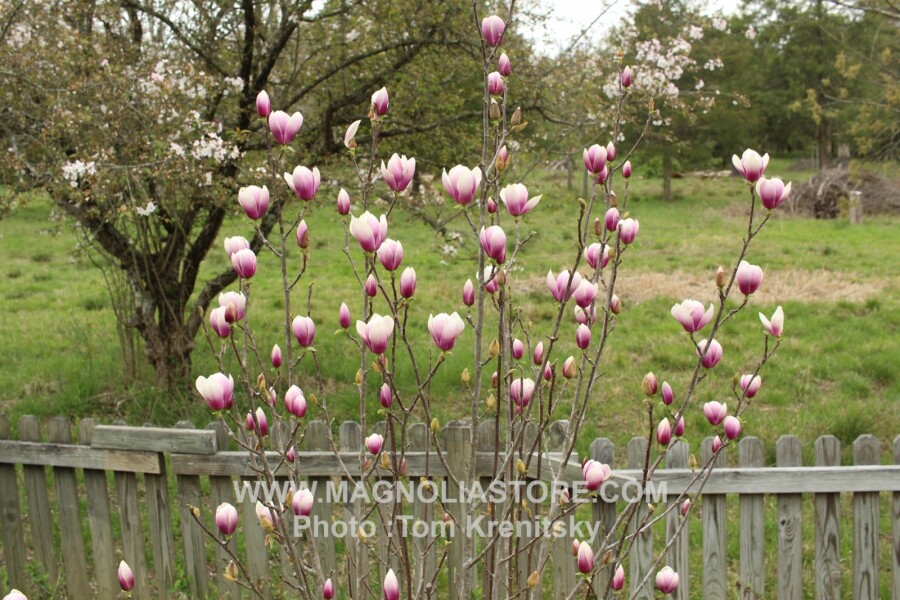 Magnolia 'Half and Half' Magnoliastore