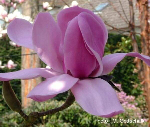 Magnolia 'J.C. Williams' | Magnoliastore