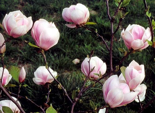 Magnolia X soulangiana 'Just Jean