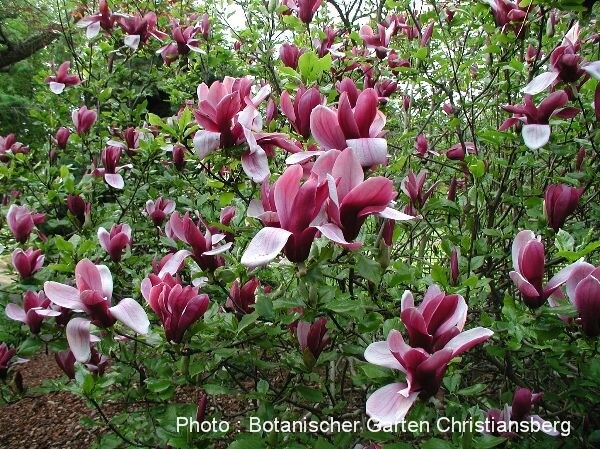 Magnolia lilliflora 'Nigra' | Magnoliastore