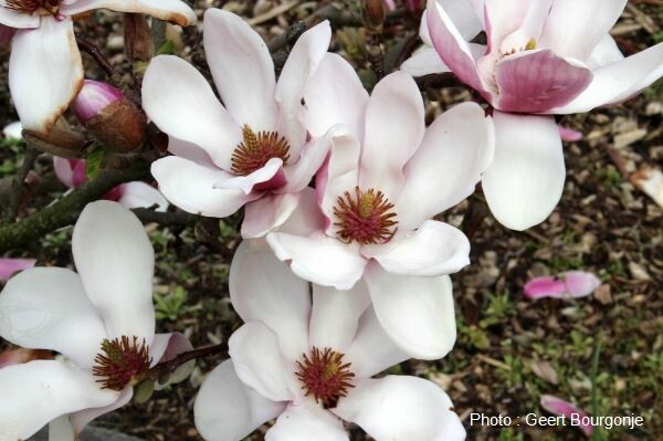 Magnolia denudata online
