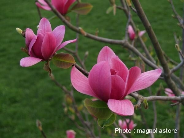 Magnolia 'Vulcan' | Magnoliastore